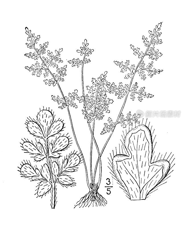 古植物学植物插图:Cheilanthes gracilis，细长唇蕨